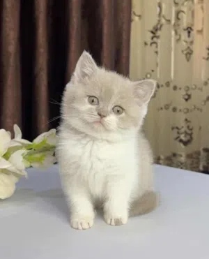 قطه انثى ليلك باي كلر برتش بيور عمر شهرين اهالي مستوردين ومسجلين