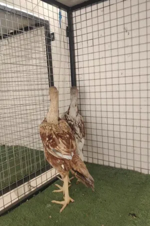 طير وطيره باكستاني اصل