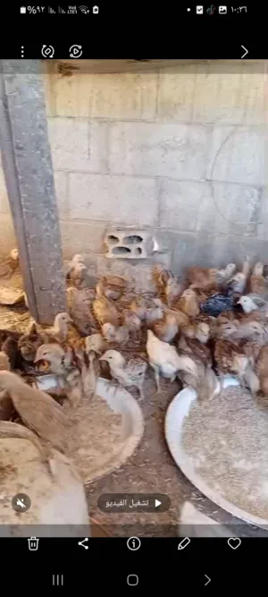 صوص بلدي للبيع