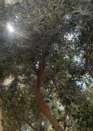 شجر زيتون منزلي عدد 3 للبيع العمر 20 سنه حجم كبير 150 دينار  لل 3 شجرات شفا بدران دوار الحجاج