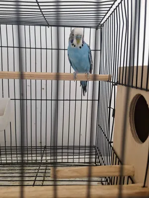 Parrots0