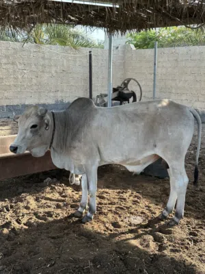 للبيع ثور مطعوم