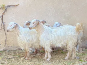 جدايه حوالي سمان فول ماشاءالله