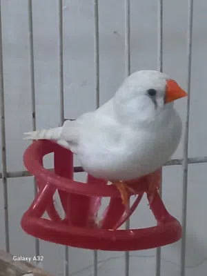 ميسي 