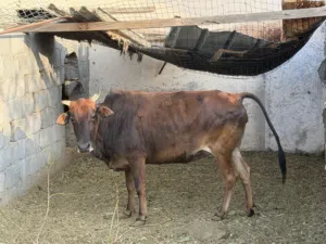 عجل + 4عجلات