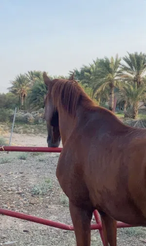 حصان عربي اصيل