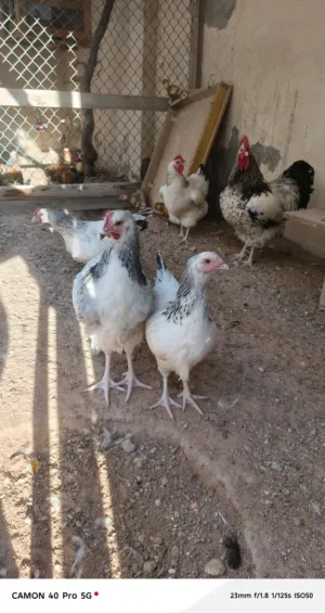 دجاج سايكس اصلي