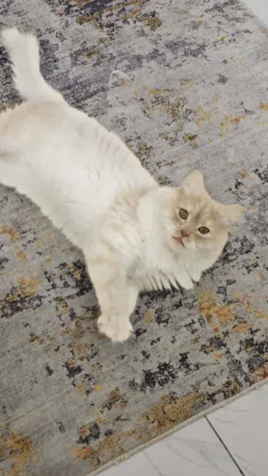 قط شيرازي أليف