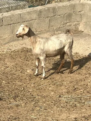 حلال للبيع ( شاهد التفاصيل ف الاستماره )