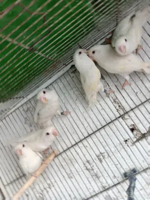 بعد الصلاه ع النبي يوجد مجموعة طيور روز روز البينو عين حمرا  إقرأ التفاصيل في الاعلان &$#@#$&&&&$$##