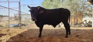 عجل بقر بصحة جيدة