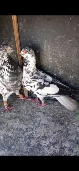 جوز شغال للبيع