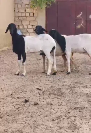 نعاج للبيع