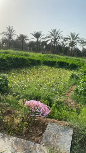 لوبيا للبيع الموقع لوى