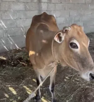 ابقار للبيع حلال طيب