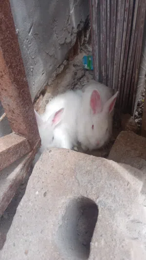 ارانب بيض .