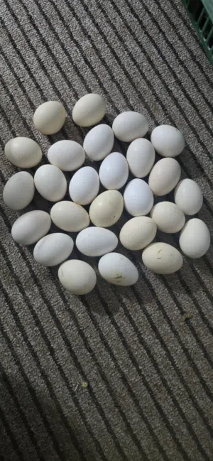 بيض دجاج عربي