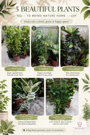 Big indoor plants