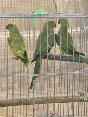 ببغاء درة عدد 3 للبيع