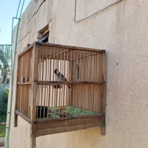 بلابل بصرويه صيد صوت ونضافه المكان چباسي شط العرب
