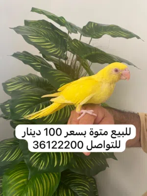 متاتو للبيع الصفراء 100 دينارو الزرقاء 80  دينار