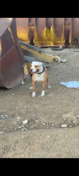 كلب بيتبول وانثى العمر سنه ونص  الانثى معشره