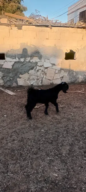 جديان وسخلات