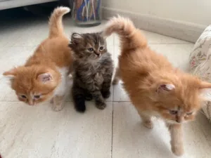 Persian scottish mixed kittens