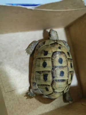 Greek tortoise (turtle)