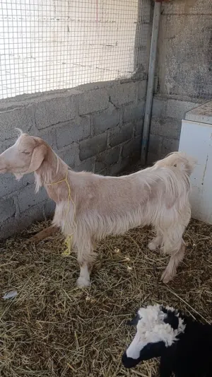 صخل جامودي