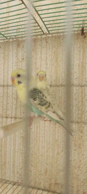 كوبيا بقالينو