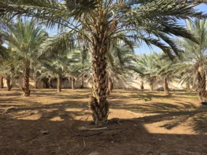 الحاج نبيل عيسى 