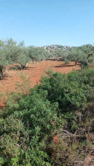 اراضي للبيع بقرى رام الله