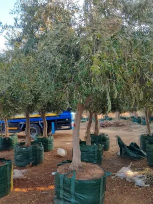 مقاول زراعه نخل اشجار زيتون