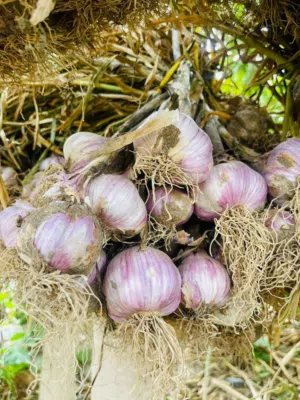 ثوم عماني  سعر الكيلو 3 ريال