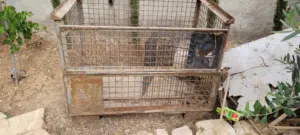 أقفاص تصلح لكافة الاستخدامات عدد 4 للبيع