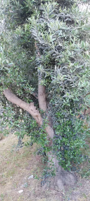 أشجار زيتون مثمرة معمرة