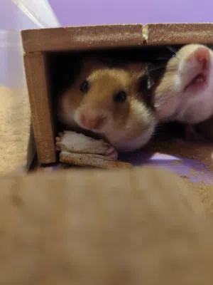 هامستر سوري