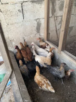 للبيع 17 حبه اعمار من شهرين و نص ل 3 و نص