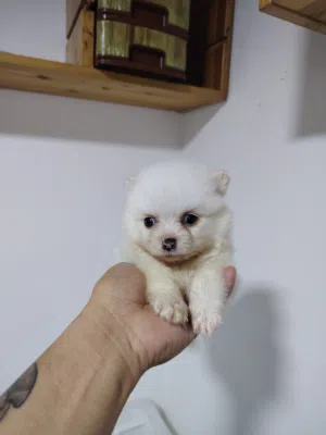 Pomeranian puppies