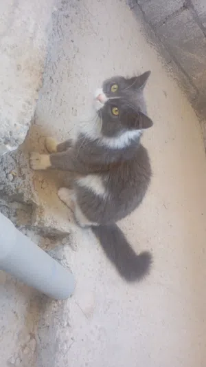 قط شيرازي مون فيس لون رمادي مع ابيض في منطقة اربد كفريوبا...........................................
