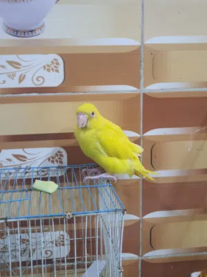 ببغاء درة صفره للبيع