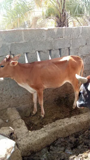 عجلة عمانيه عمرها سنة خاليه من جميع العذاريب