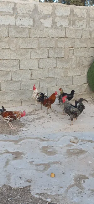 للتبديل 2جاجات 5 فراريج تبديل بي عصافير