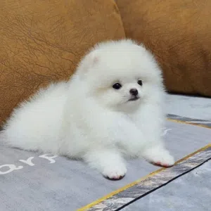 Pomeranian puppies available