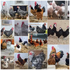 بيض مخصب وصيصان لسلالات دجاج نادره على مستوى العالم