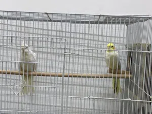 زوج كوكتيل منتج ولا عليه كلام الوصف مهم