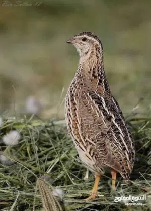 مطلوب فر عمر اسبوع