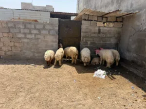 طليان للبيع