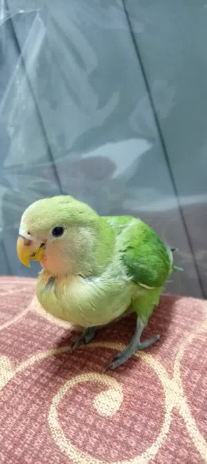 للبيع روز اليف شوف الوصف